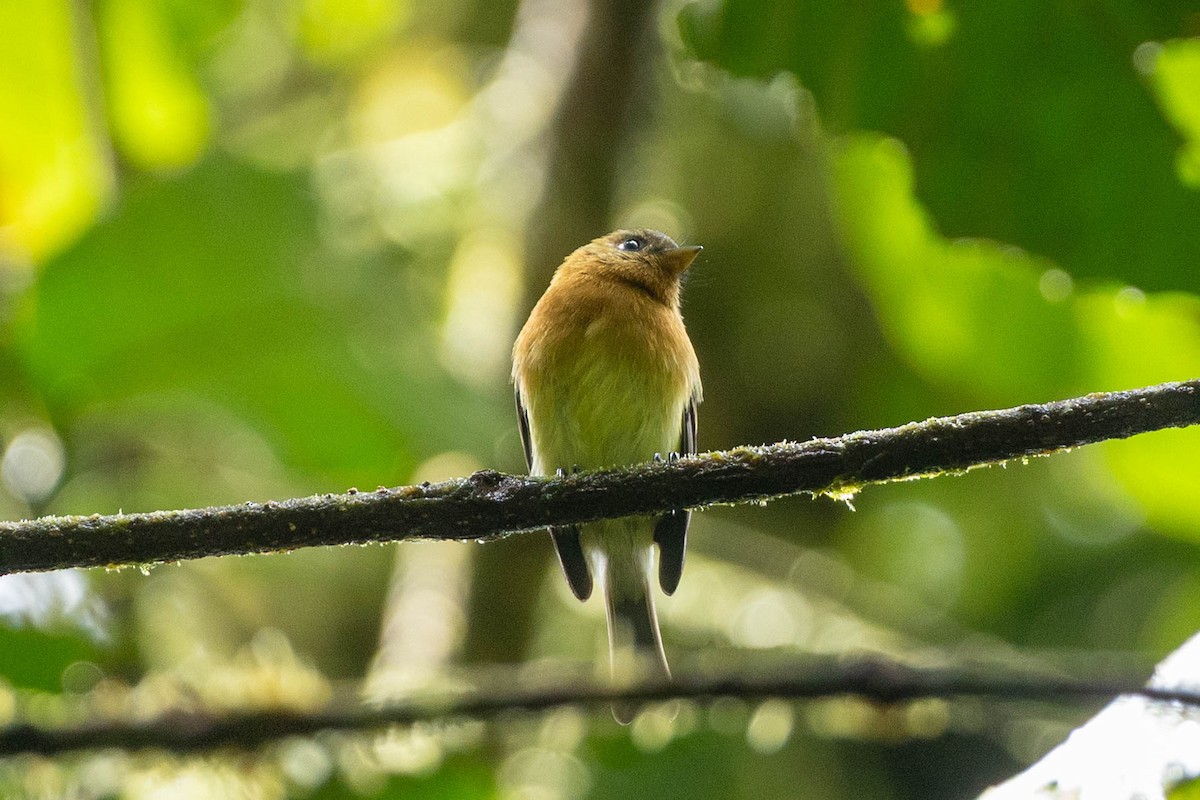 Tufted Flycatcher - ML645673279