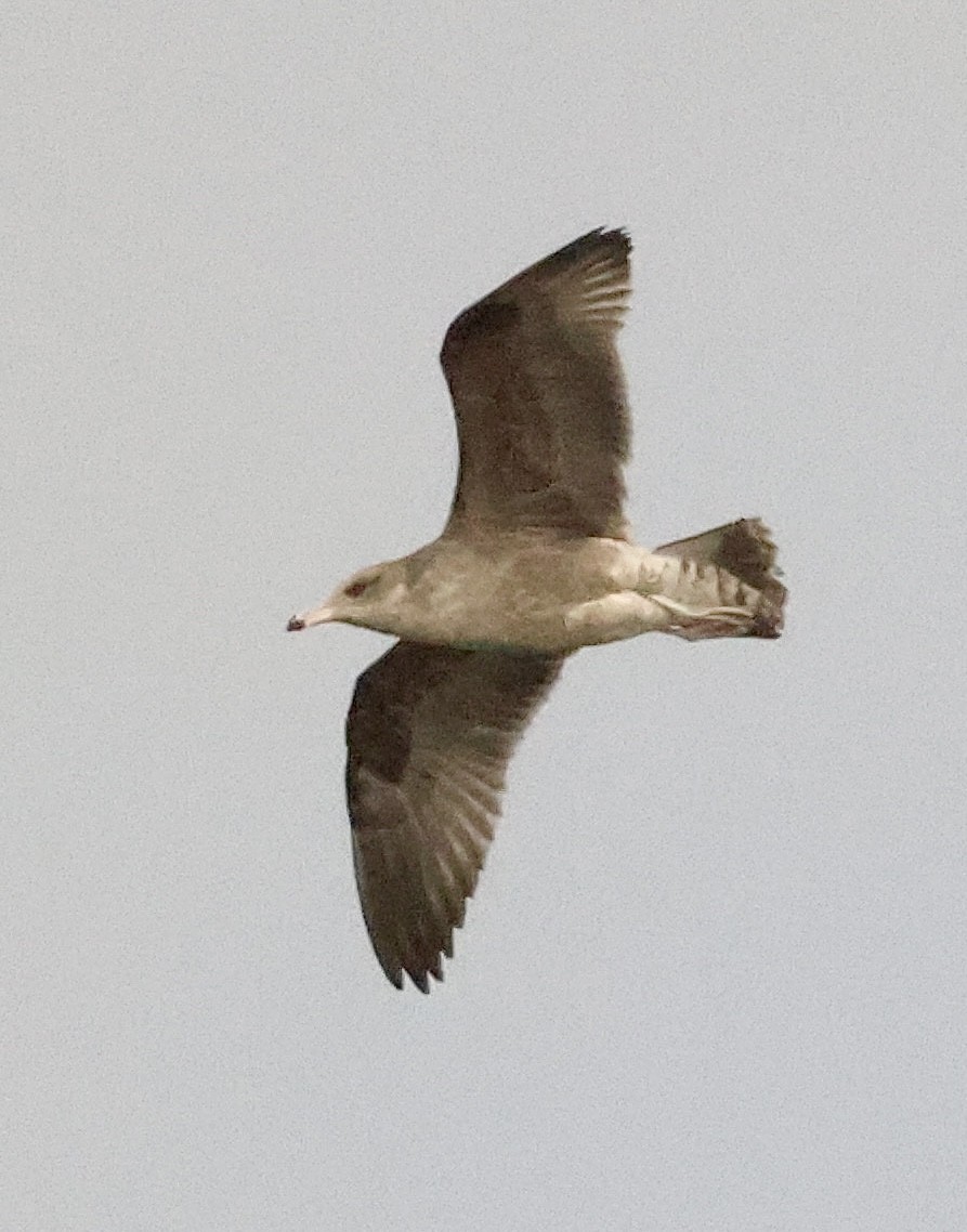 California Gull - ML645673282