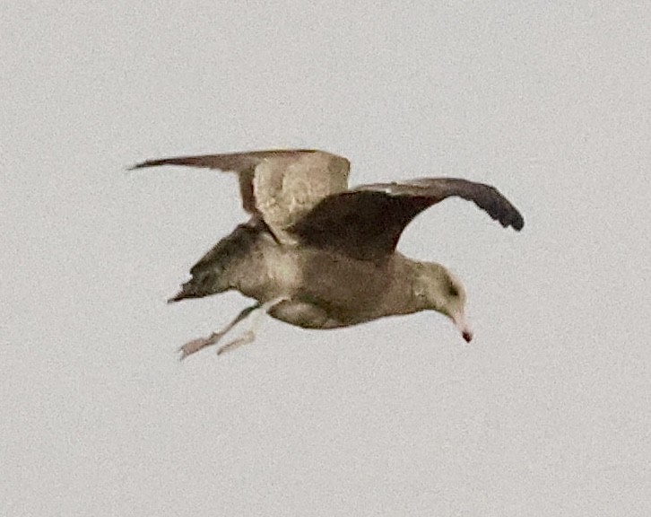 California Gull - ML645673283