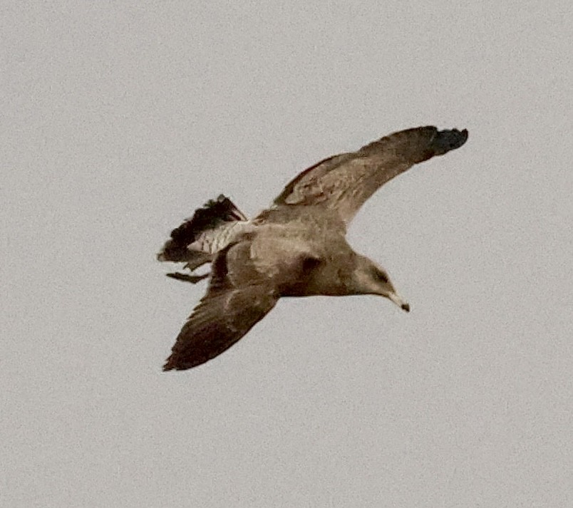 California Gull - ML645673284