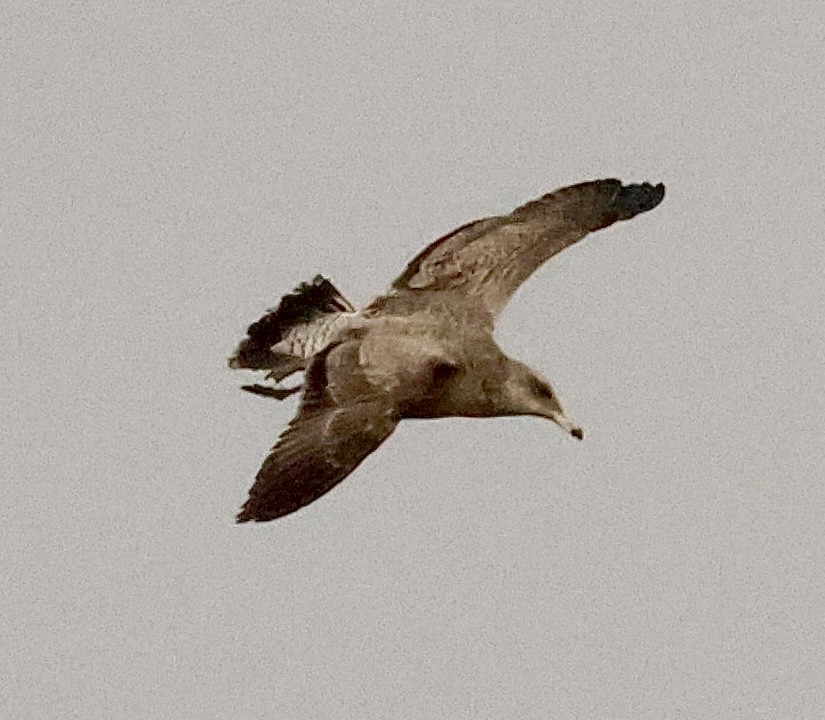 California Gull - ML645673285