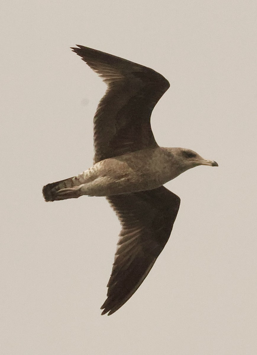 California Gull - ML645673286