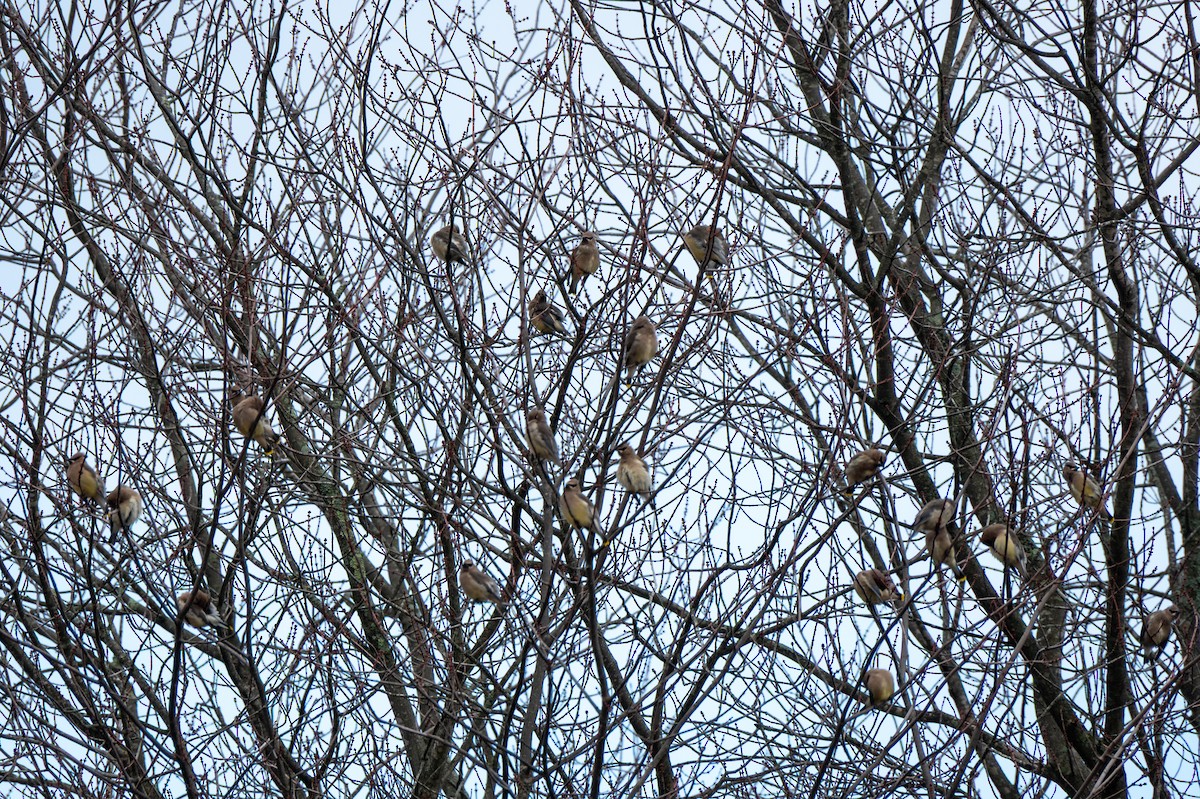 Jaseur d'Amérique - ML645673294