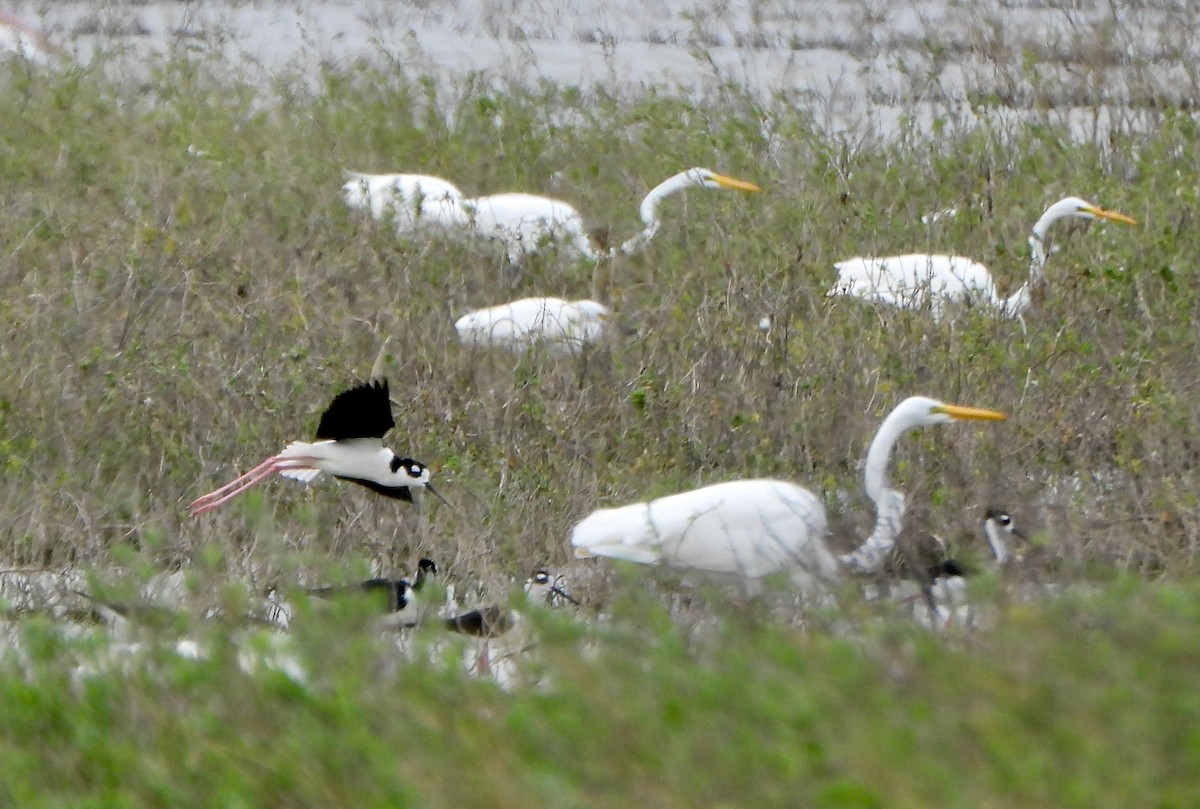 Great Egret - ML645673297