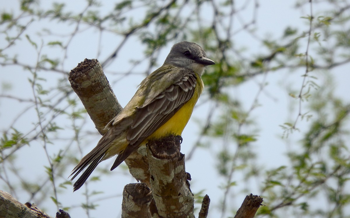 Tropical/Couch's Kingbird - ML645673301