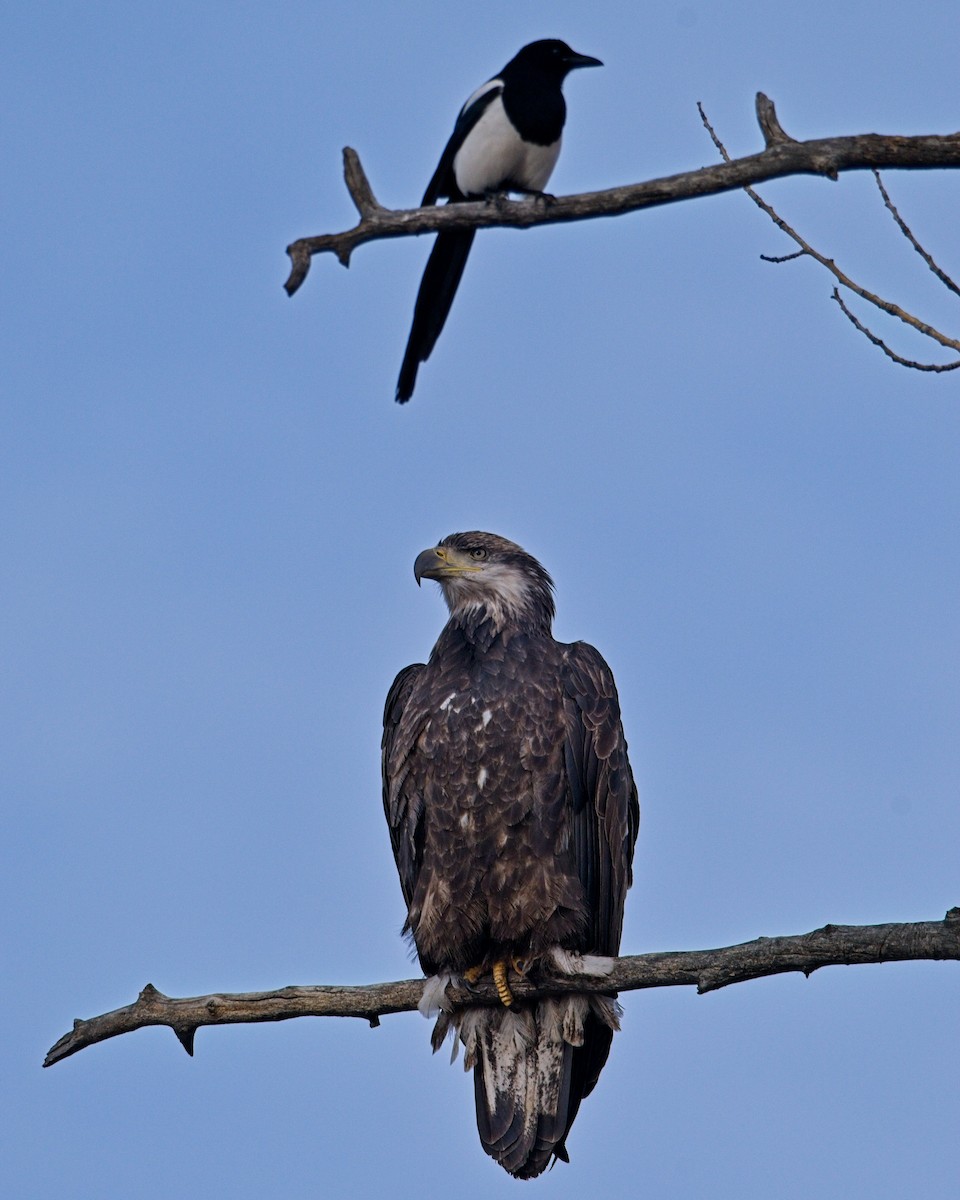 orel bělohlavý - ML645673302