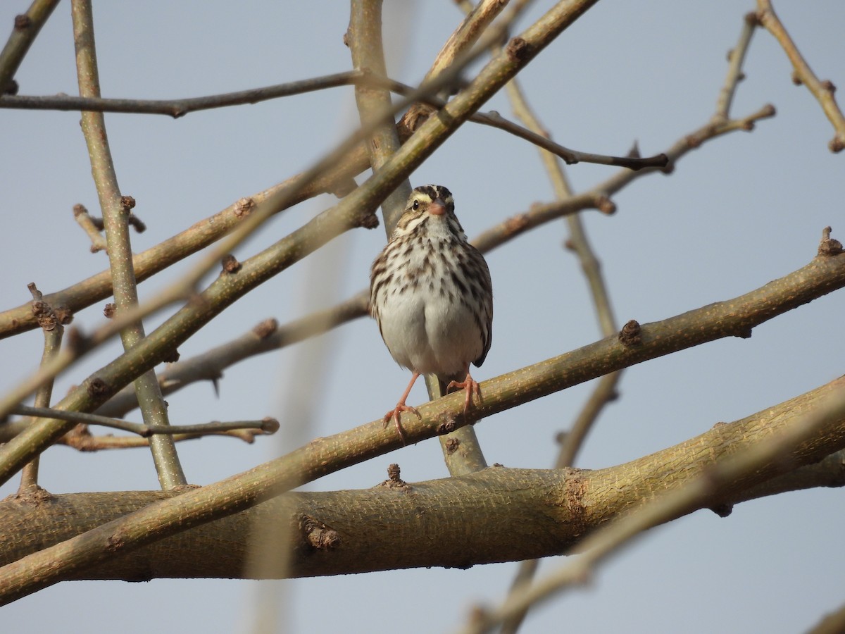 Savannah Sparrow - ML645673303