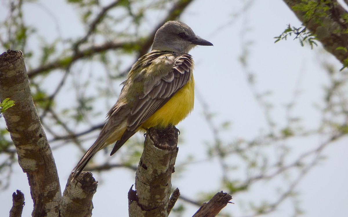 Tropical/Couch's Kingbird - ML645673305