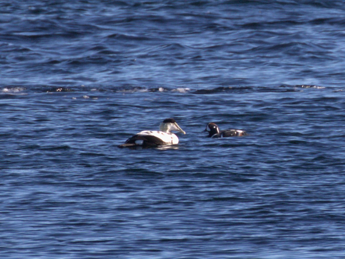 kajka mořská - ML645673327