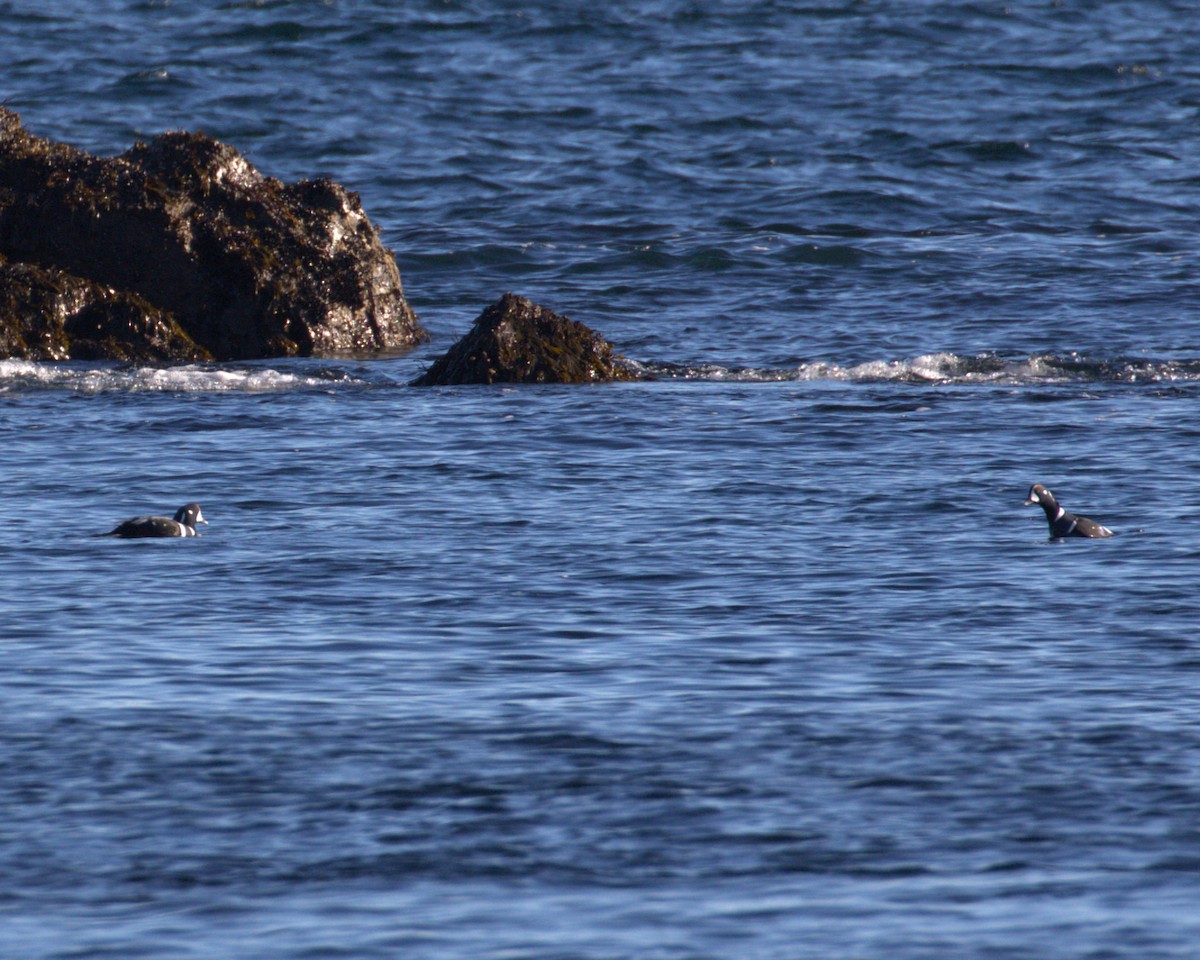 kačka strakatá - ML645673336