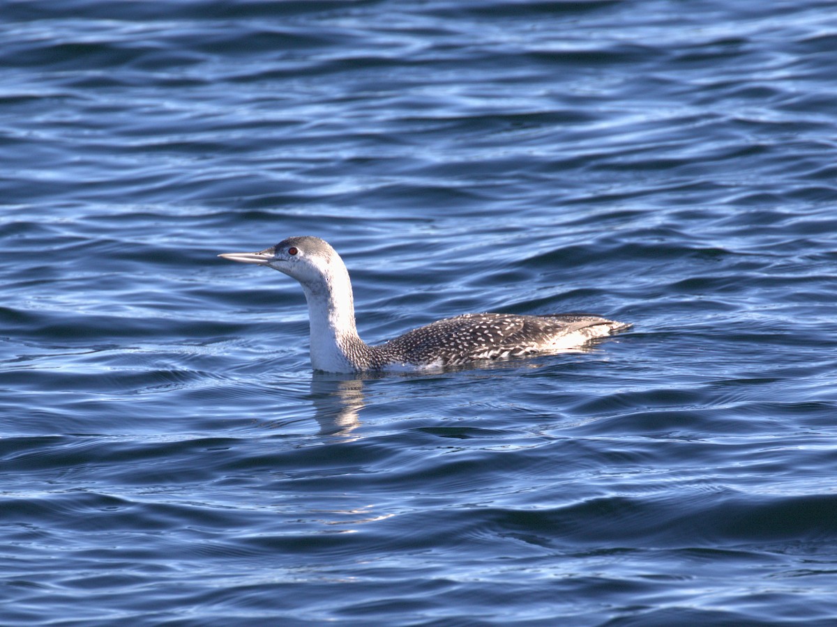 potáplice malá - ML645673346