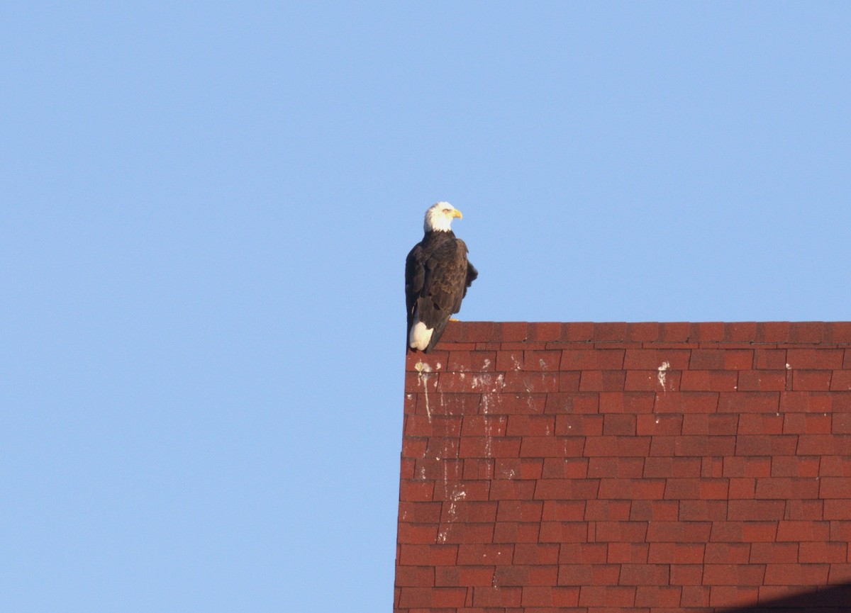 orel bělohlavý - ML645673354