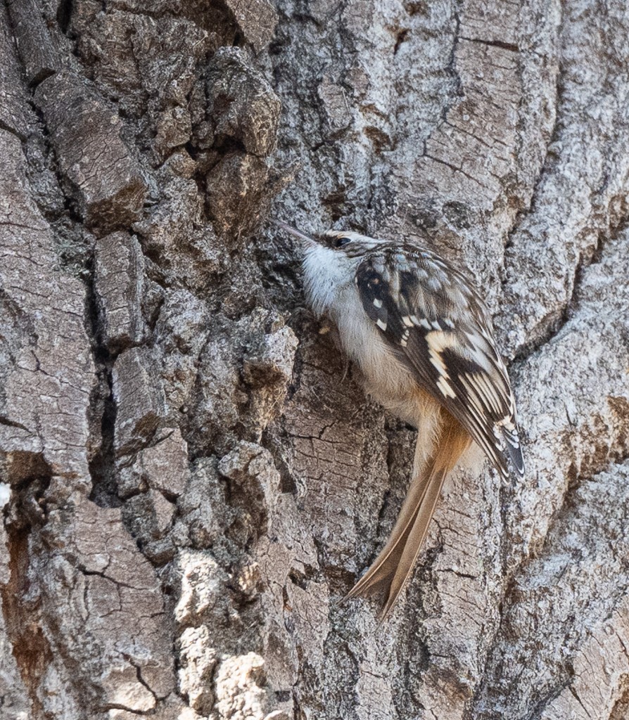 Brown Creeper - ML645673360
