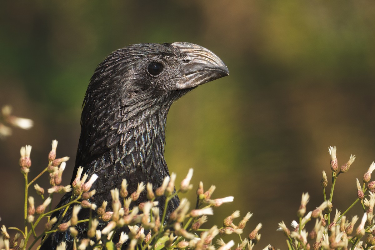 Groove-billed Ani - ML645673366