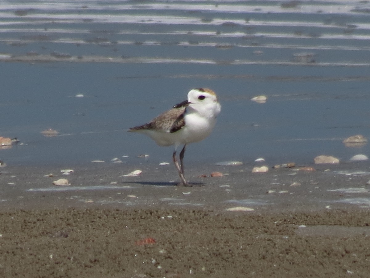 White-faced Plover - ML645673379