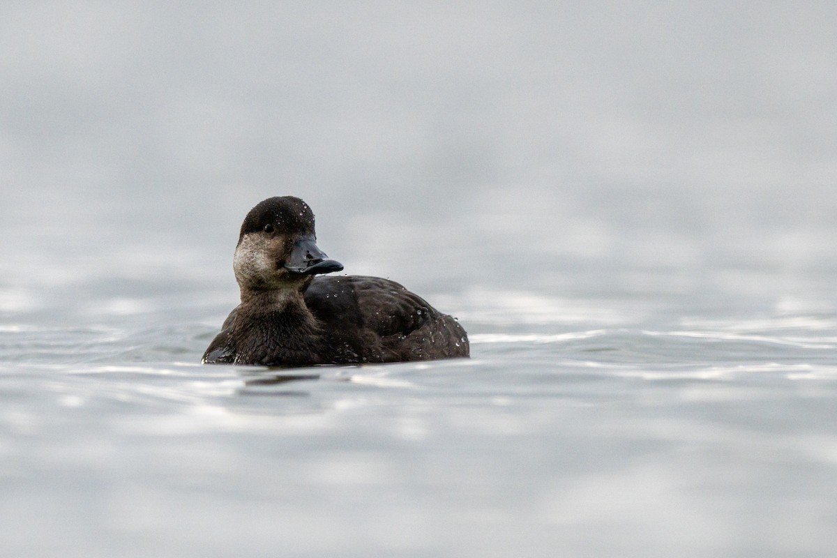 Pazifiktrauerente - ML645673393