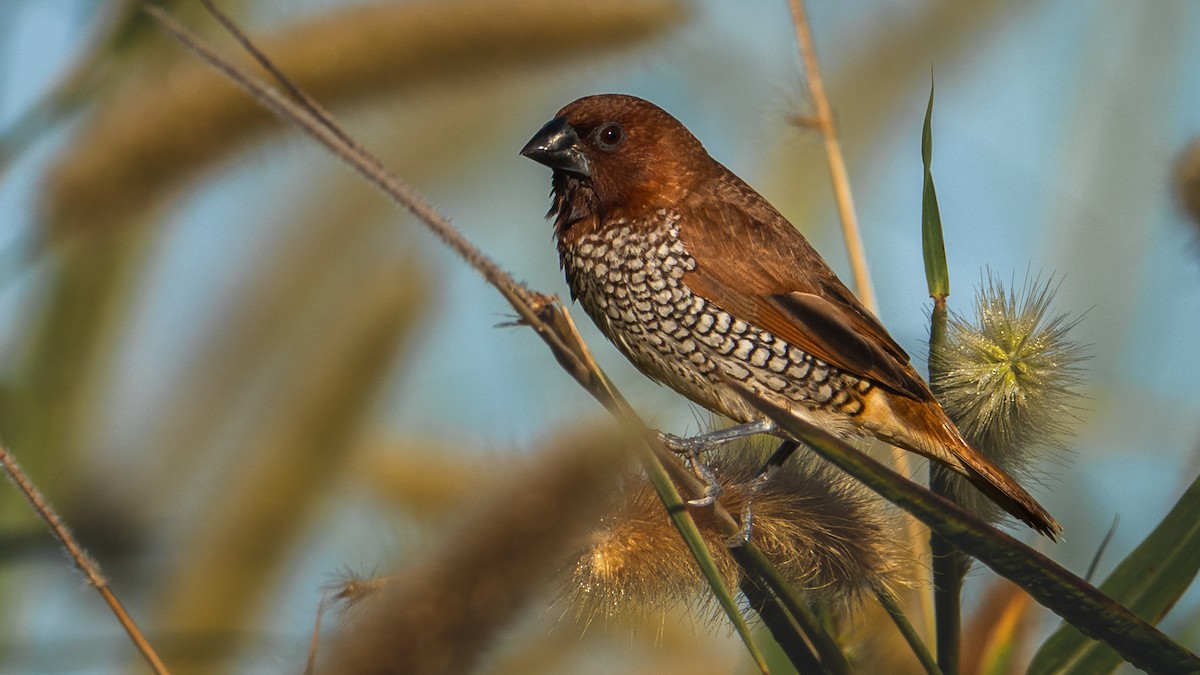 Scaly-breasted Munia - ML645673401