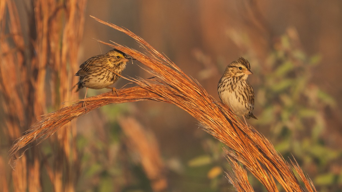 Savannah Sparrow (Savannah) - ML645673418