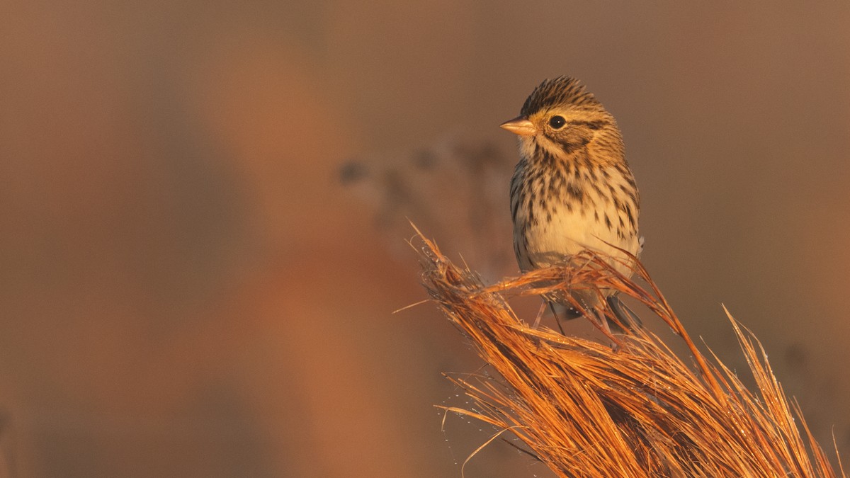 Savannah Sparrow (Savannah) - ML645673419