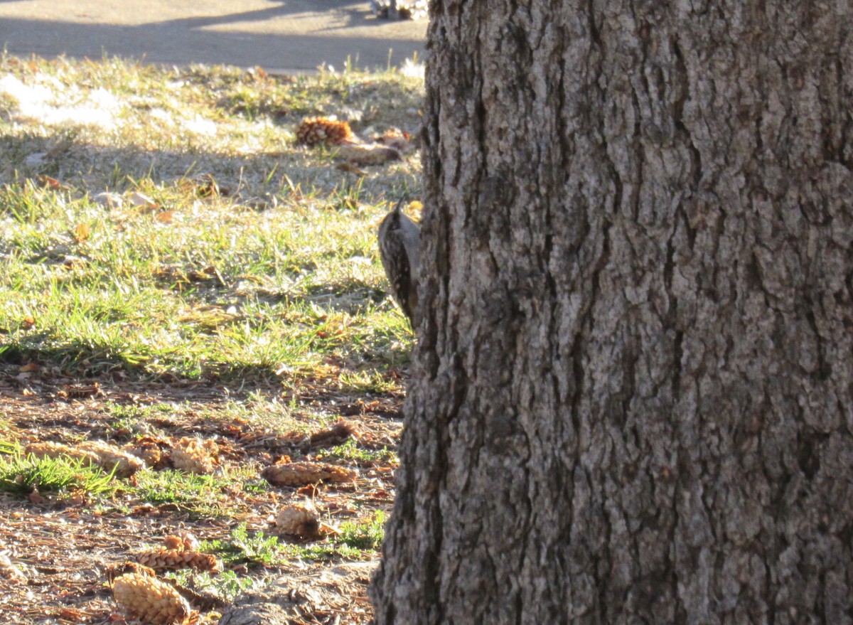 Brown Creeper - ML645673429