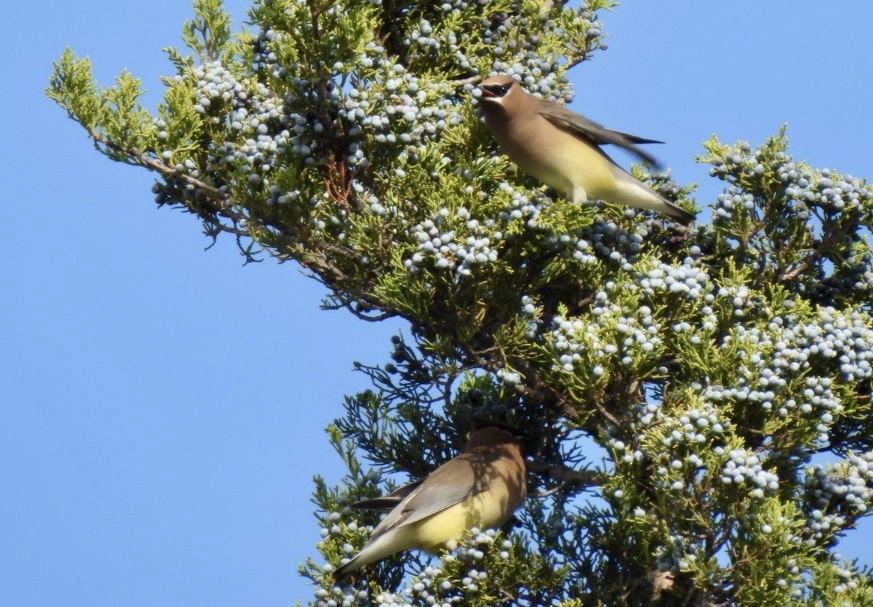 Jaseur d'Amérique - ML645673456