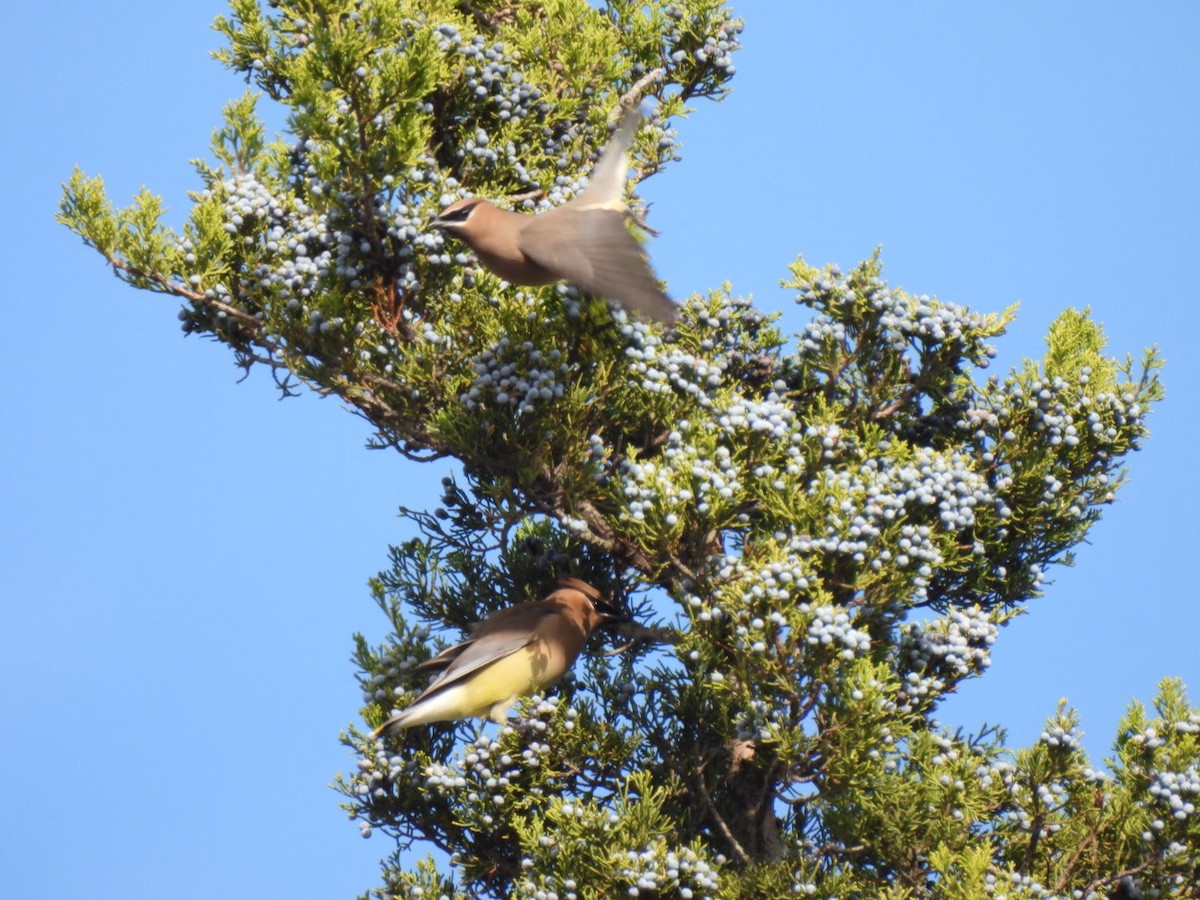 Jaseur d'Amérique - ML645673457