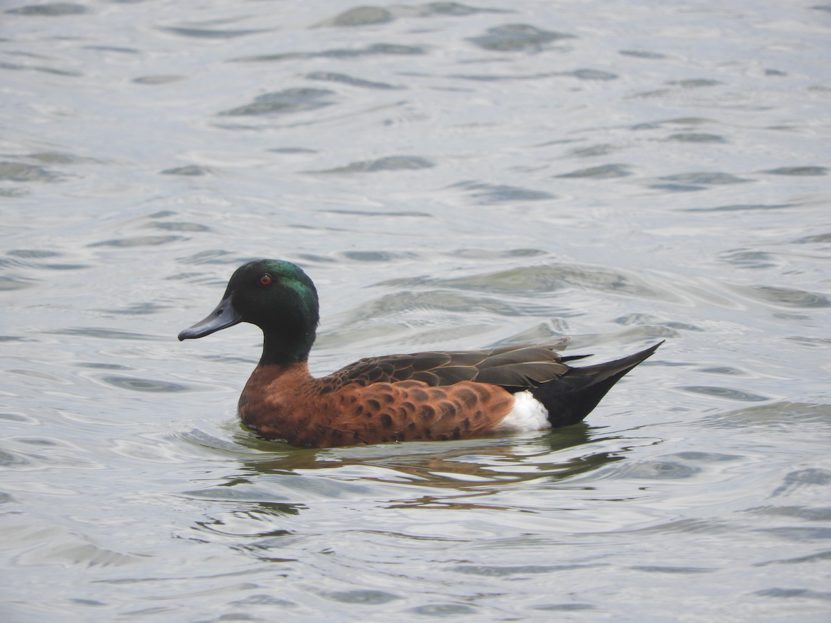 Chestnut Teal - ML645673465