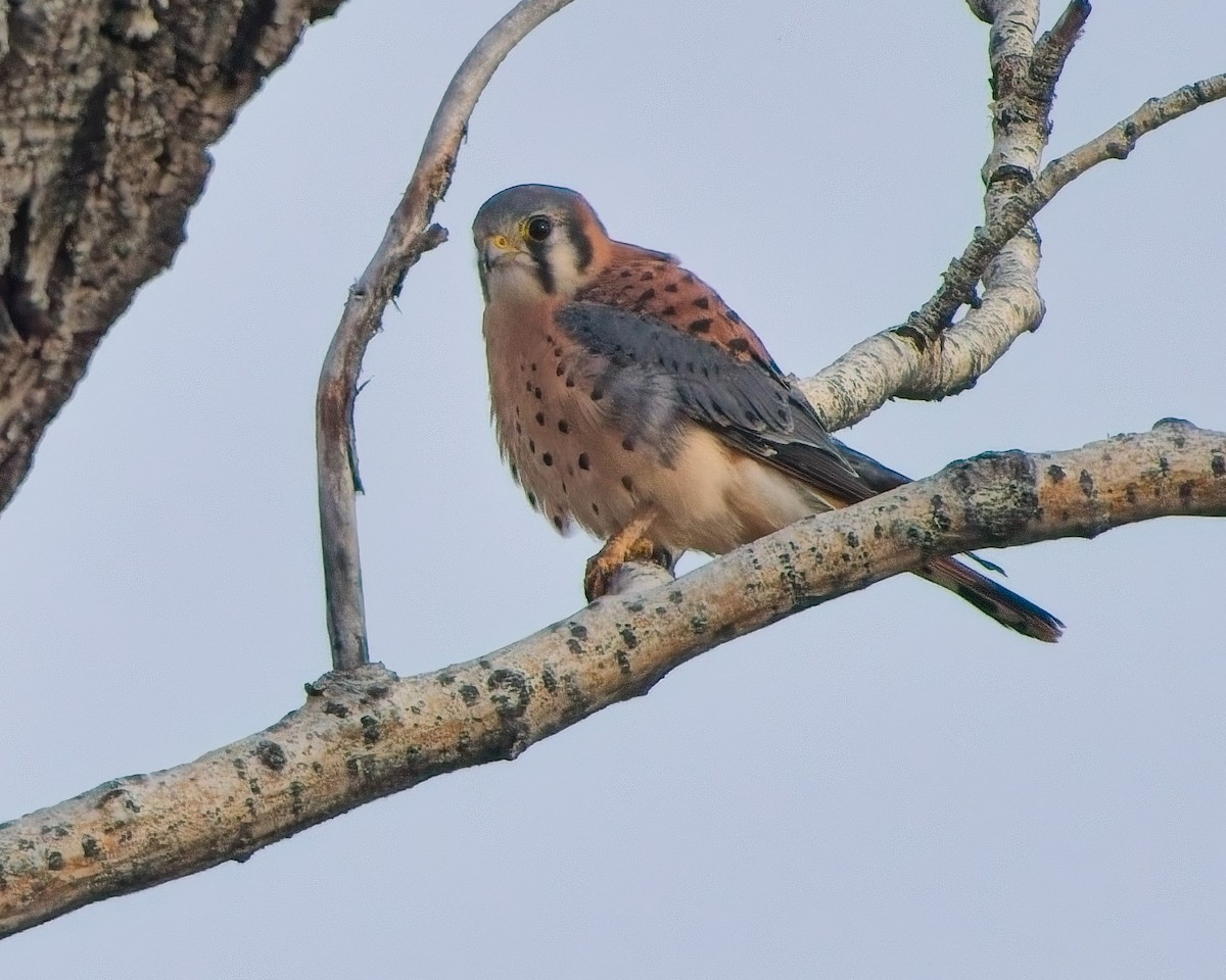 poštolka pestrá - ML645673466