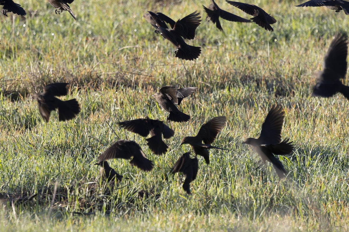 Red-winged Blackbird - ML645673470