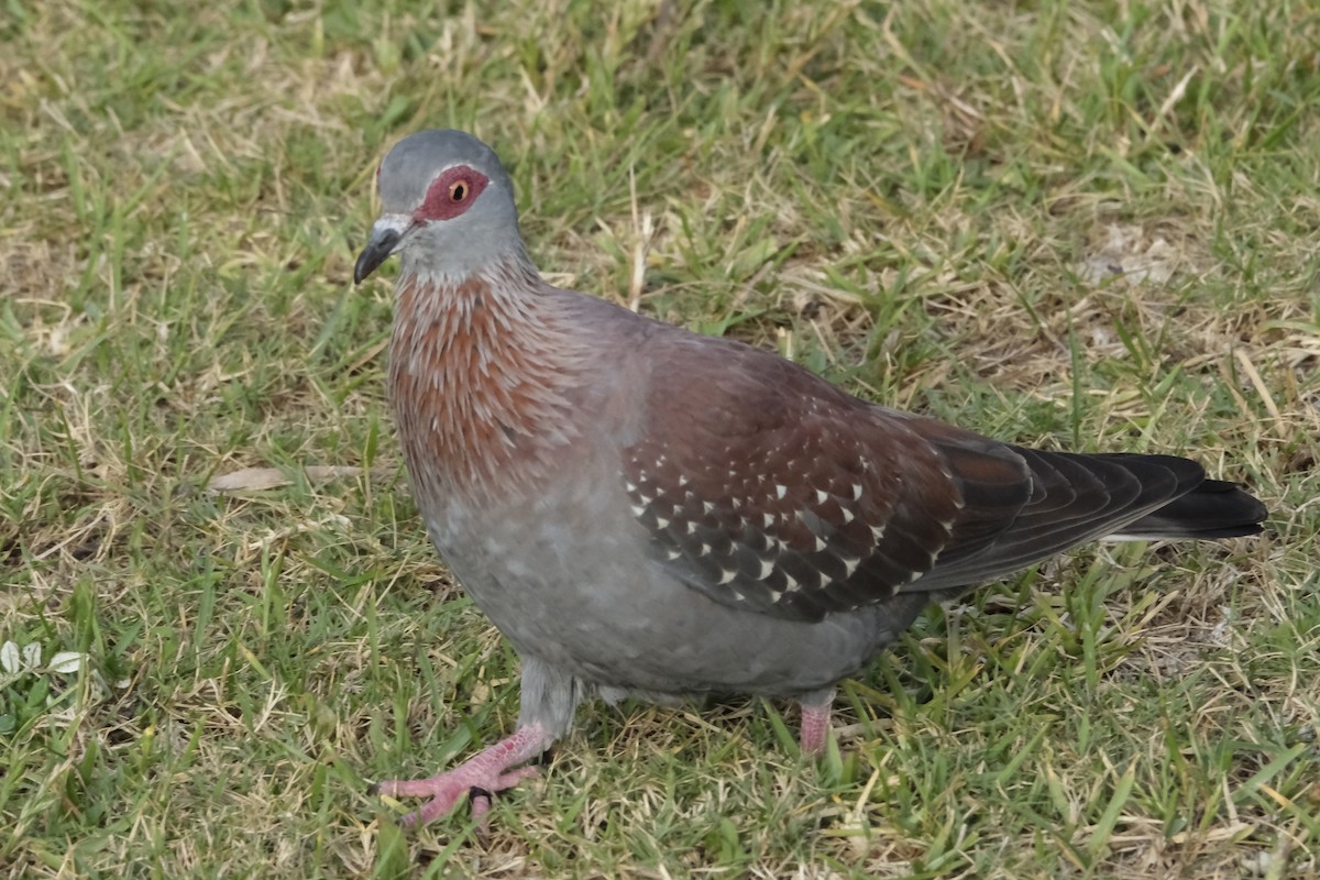 Крапчатый голубь - ML645673479