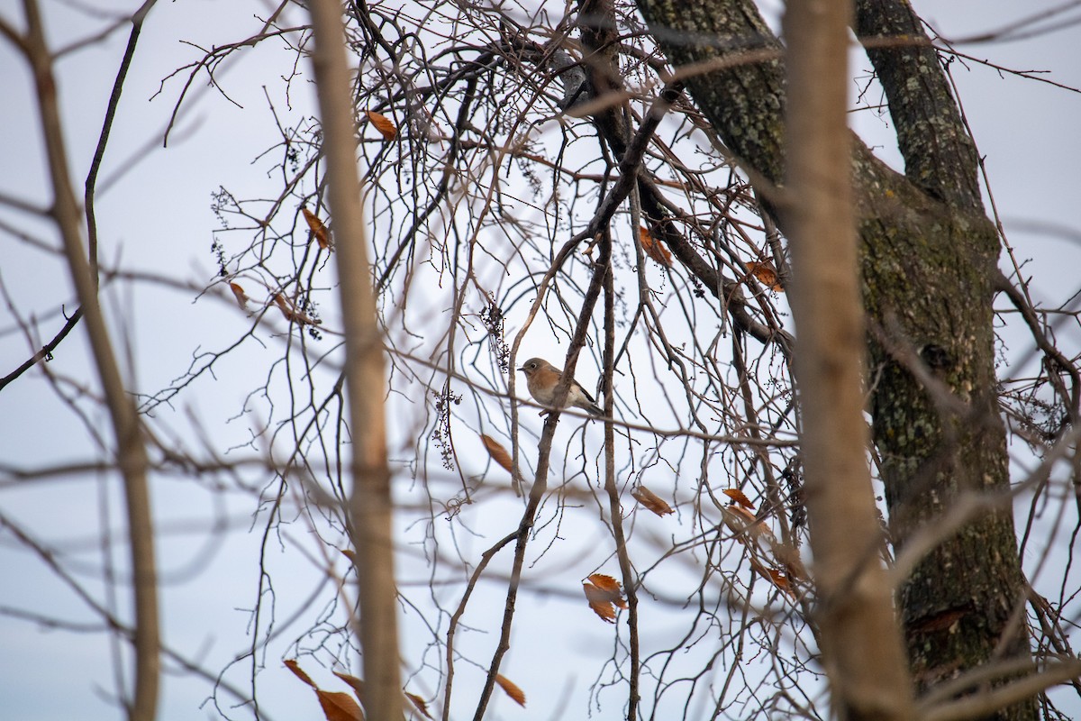 Eastern Bluebird - ML645673481