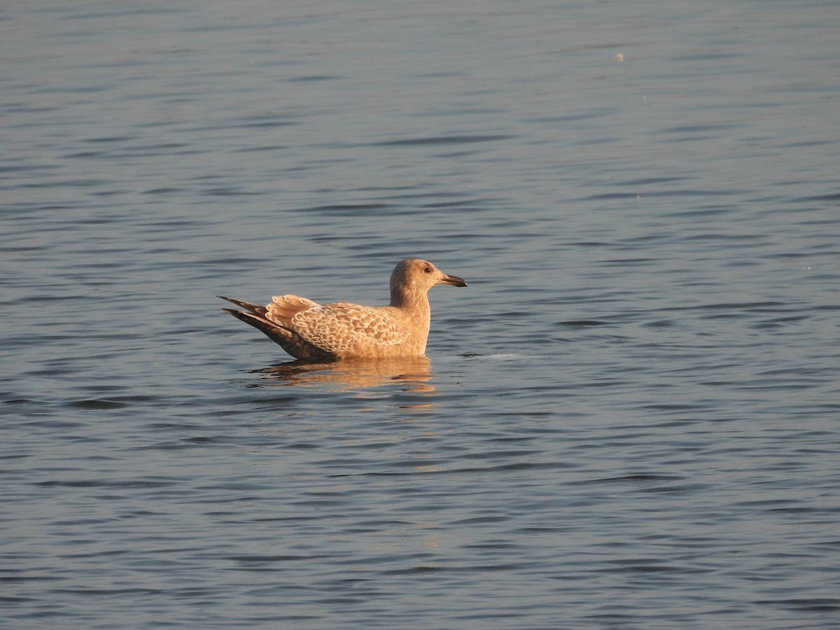 American Herring Gull - ML645673482