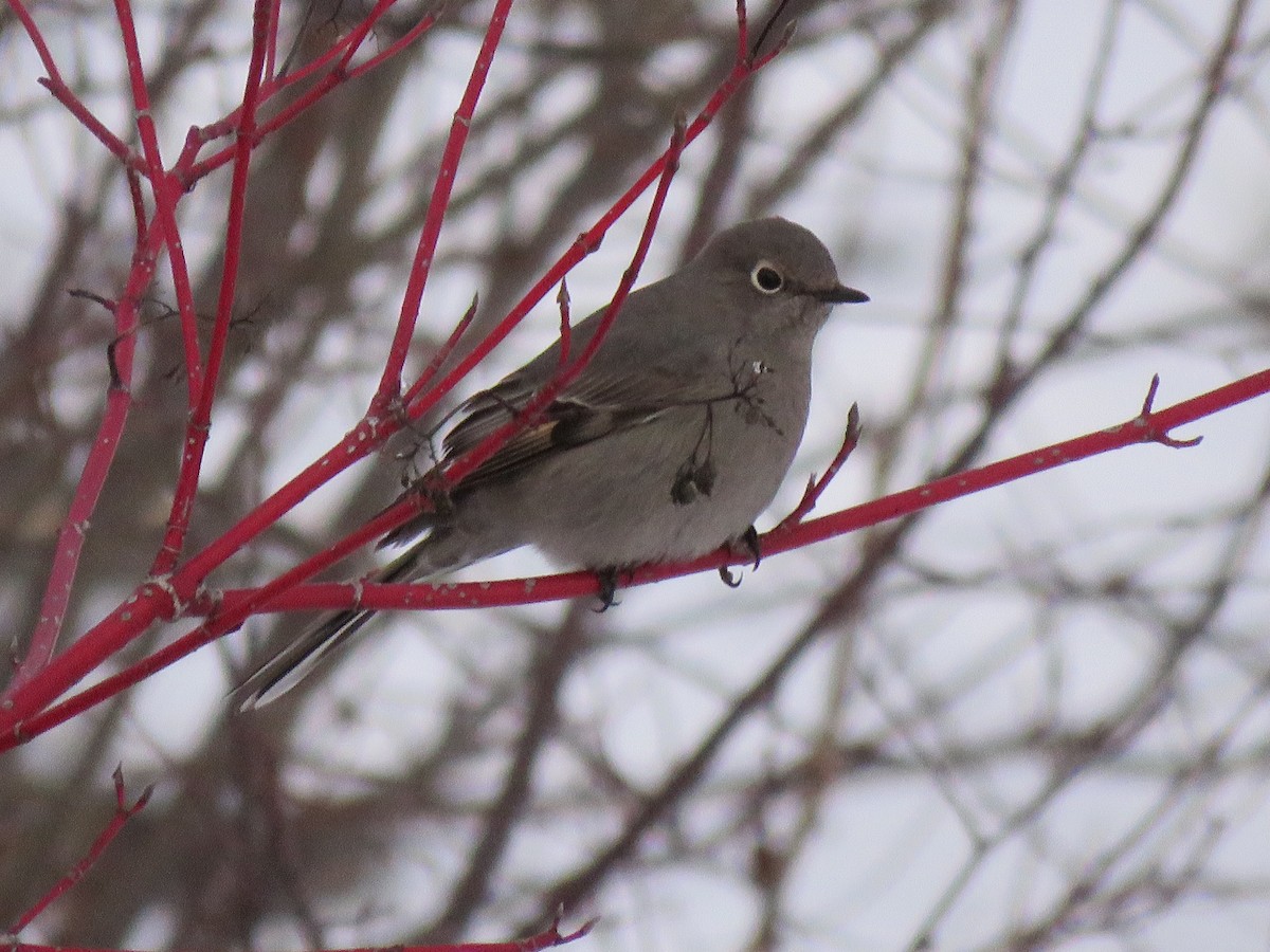 Townsend's Solitaire - ML645673483