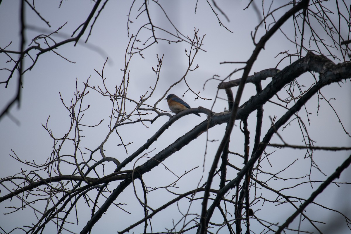 Eastern Bluebird - ML645673484