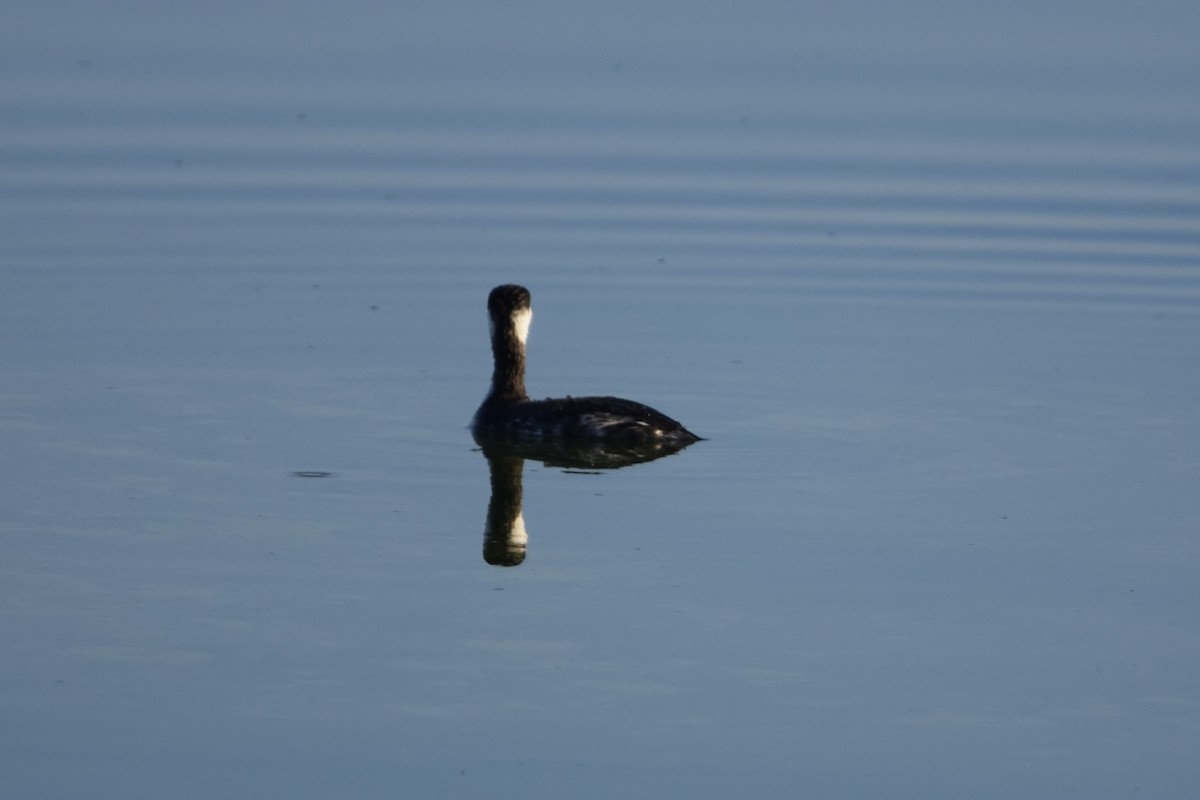 Horned Grebe - ML645673485