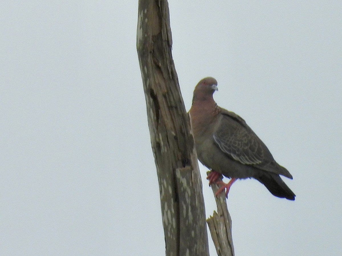 Paloma Picazuró - ML645673486