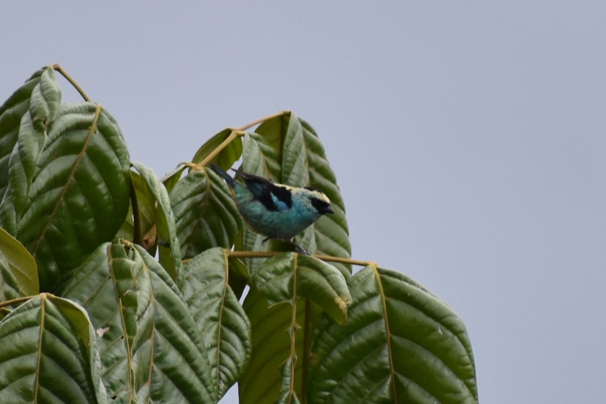 テリミドリフウキンチョウ - ML645673499