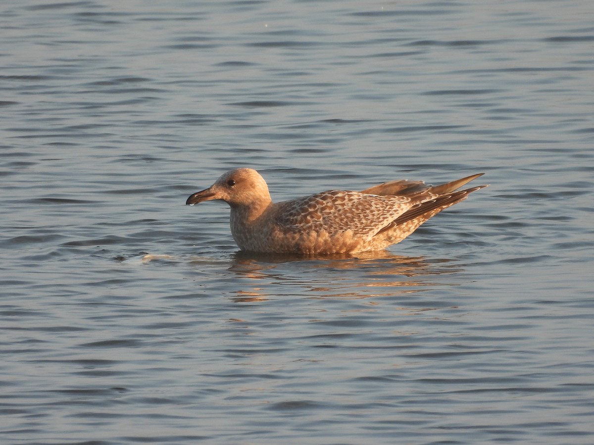 American Herring Gull - ML645673504