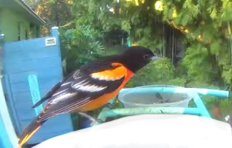 Baltimore Oriole - ML645673506