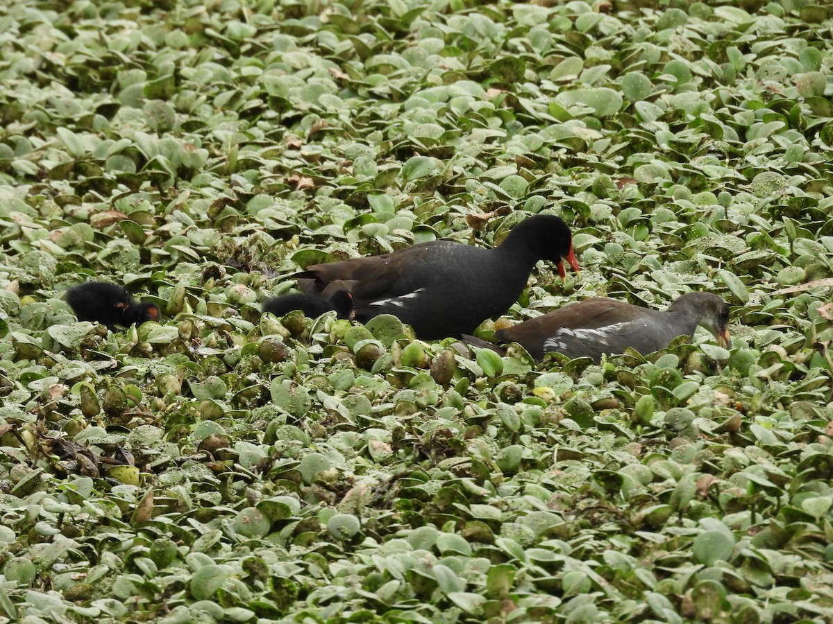Gallinule d'Amérique - ML645673511