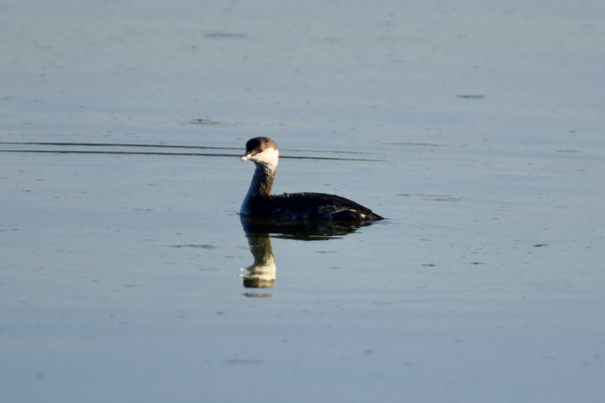 Horned Grebe - ML645673519