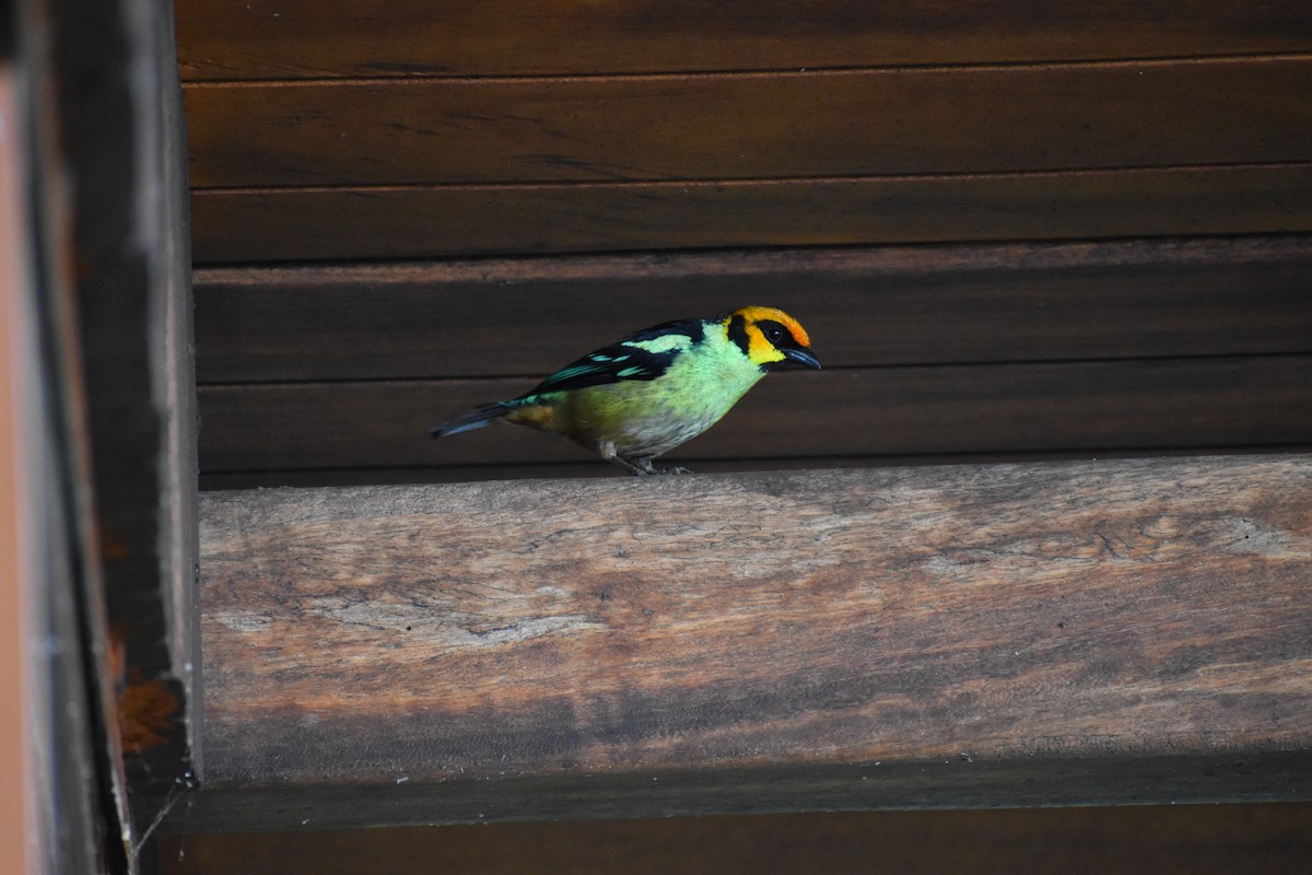 Flame-faced Tanager - ML645673521