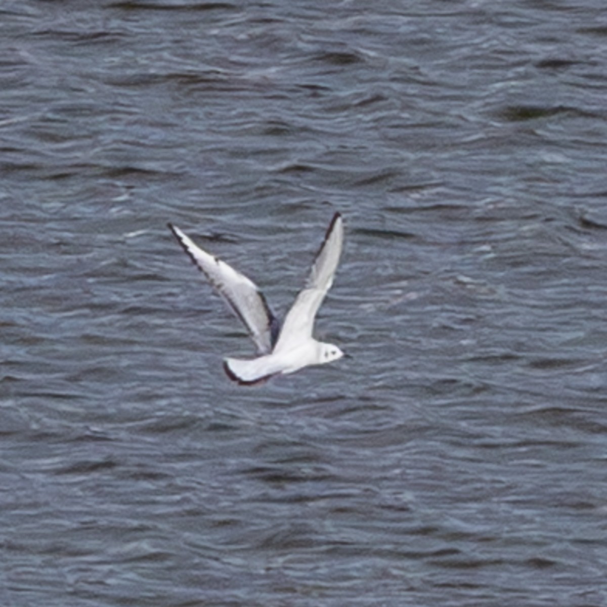 Bonaparte's Gull - ML645673524