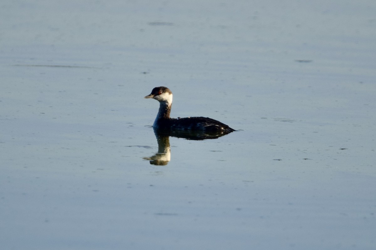 Horned Grebe - ML645673532