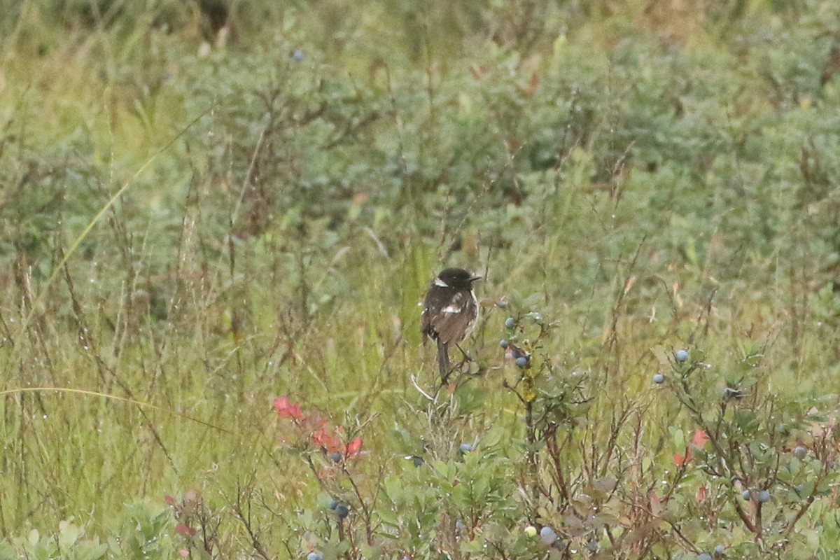 European Stonechat - ML645673533