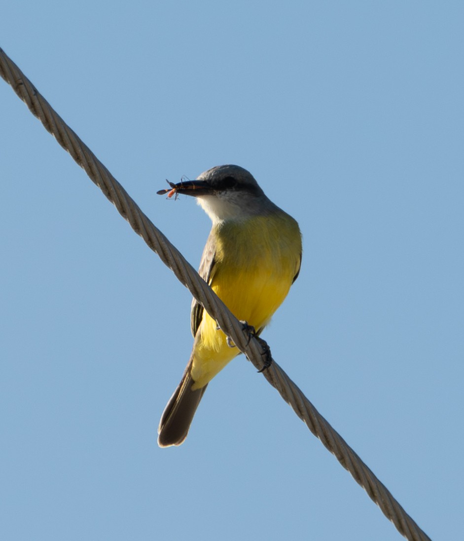 Tropical Kingbird - ML645673535