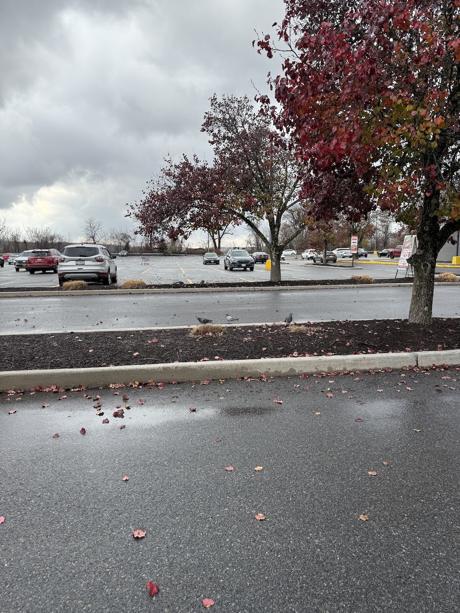 Kaya Güvercini (evcil tip) - ML645673552