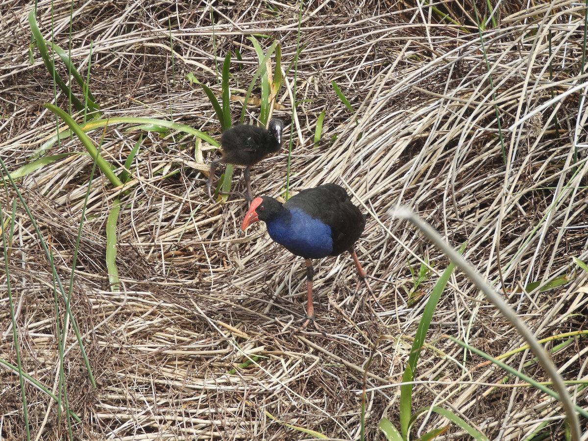 Australasian Swamphen - ML645673560