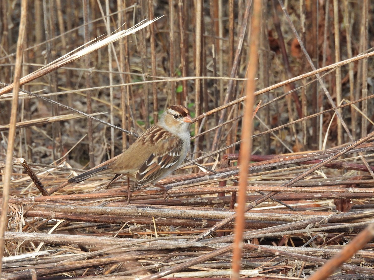 White-crowned Sparrow - ML645673562