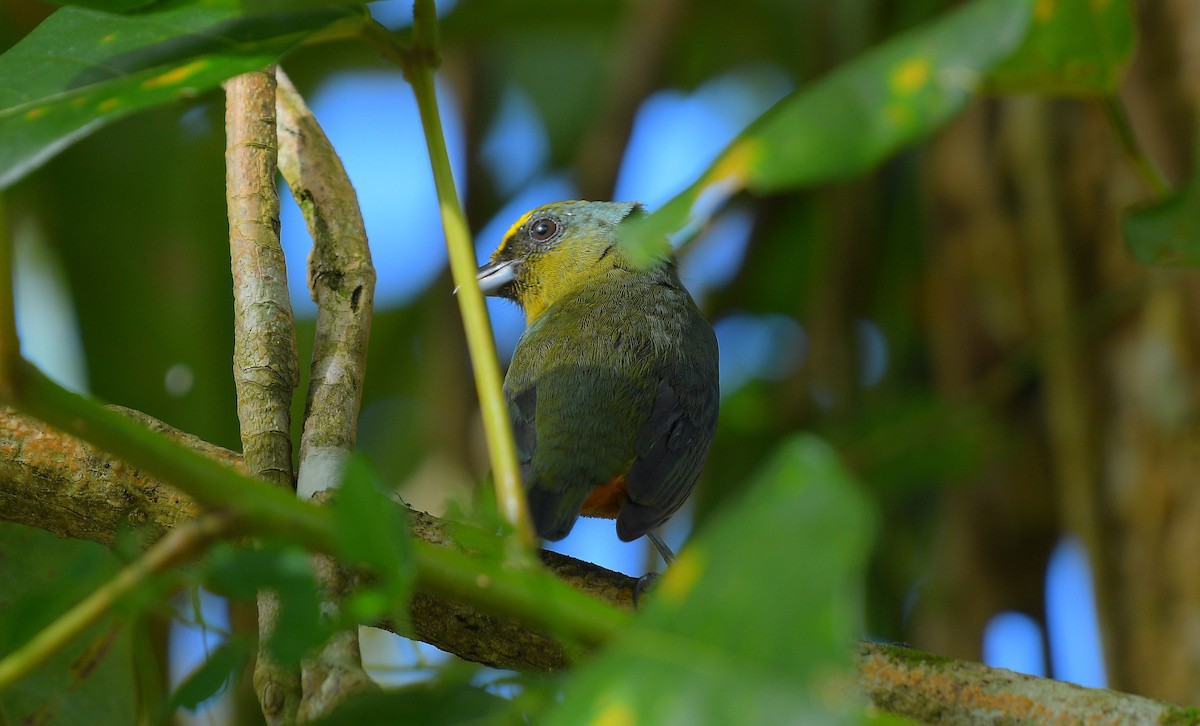 Olive-backed Euphonia - ML645673570